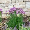 Allium X Pincushion Ornamental Onion