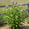 Asclepias Syriaca Milkweed
