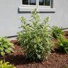 Phlox Paniculata Nora Leigh Phlox