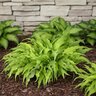 Hosta Curly Fries Plantain Lily