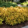 Coleus scutellarioides FlameThrower Spiced Curry Coleus