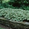 Hosta Undulata Albomarginata Plantain Lily