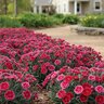 Dianthus X Everlast Burgundy Blush Blush Pinks