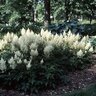 Astilbe X Arendsii Weisse Gloria White Gloria Astilbe