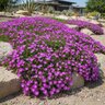 Delosperma Table Mountain Ice Plant