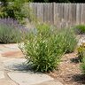 Oenothera (Gaura) x Gauriella Bicolor Gaura