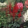 Astilbe X Arendsii Spinell Astilbe