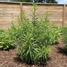 Amsonia Ciliata Halfway to Arkansas Blue Star