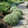 Artemisia Schmidtiana Nana Wormwood
