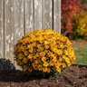Chrysanthemum Morifolium Cracklin Golden Yellow Hardy Garden Mum