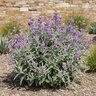 Phlomis Purpurea Jerusalem Sage