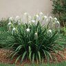Hymenocallis X Festalis Texas Spiderlily