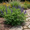 Baptisia Australis var. Minor False Indigo