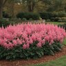 Astilbe X Arendsii Cattleya Astilbe