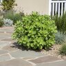 Hylotelephium (Sedum) spectabile Brilliant Stonecrop