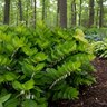 Polygonatum Odoratum Ruby Slippers Solomons Seal