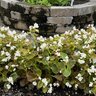 Begonia Semperflorens Bronze Leaf Wax Begonia