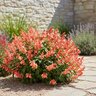 Salvia x jamensis Vibe Ignition Sunrise Sage