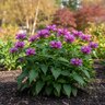 Chelone Obliqua Red Turtlehead