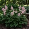 Astilbe X Japonica Europa Astilbe