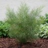 Asparagus Virgatus African Broom Fern
