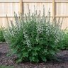 Baptisia Alba False Indigo
