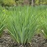 Iris Sibirica How Audacious Siberian Iris