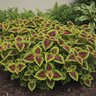 Coleus scutellarioides Kong Red Coleus