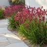 Anigozanthos X Kanga Rambueleg Burgundy Kangaroo Paws