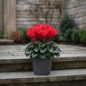 Cyclamen persicum Super Serie Allure Fuji Red Cyclamen
