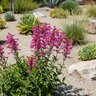 Penstemon Pseudospectabilis Desert Beardtongue