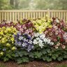 Aquilegia Caerulea Kirigami Mixture Columbine