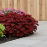 Coleus scutellarioides Ruby Slipper Coleus