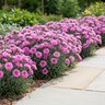 Dianthus X Star Double Pop Star Pinks