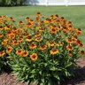 Helenium X Short N Sassy Sneezeweed