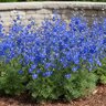 Delphinium Grandiflorum Summer Nights Siberian Larkspur