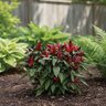 Capsicum Annuum Wicked Ornamental Pepper
