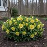 Helleborus X Honeymoon California Dreaming Lenten Rose