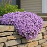 Aubrieta Deltoidea Rockys Purple Rock Cress