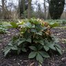 Helleborus x ericsmithii Pink Beauty Lenten Rose