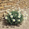 Rhodanthemum hosmariense Moroccan Daisy