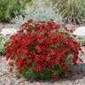 Anacis (Coreopsis) verticillata Sizzle & Spice Hot Paprika Threadleaf Tickseed True 1 gal. Container