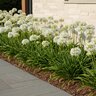 Agapanthus Africanus Rancho White African Lily
