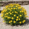 Calylophus Serrulatus Sundrops