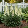 Digitalis Lutea Foxglove