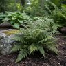 Polystichum Tsus-Simense Korean Rock Fern