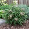 Adiantum hispidulum Rough Maidenhair Fern