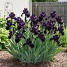 Iris Germanica Before the Storm Bearded Iris