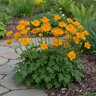 Trollius chinensis Golden Queen Chinese Globeflower