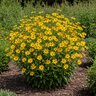 Bidens Aristosa Bearded Beggarticks